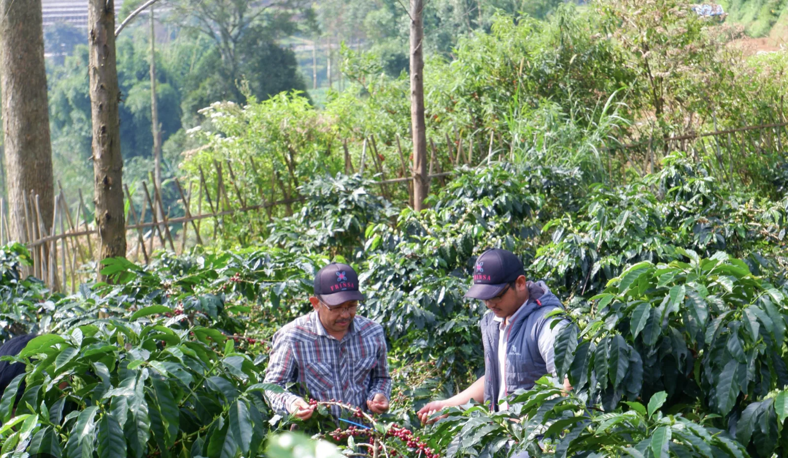 Specialty Green Coffee from West Java