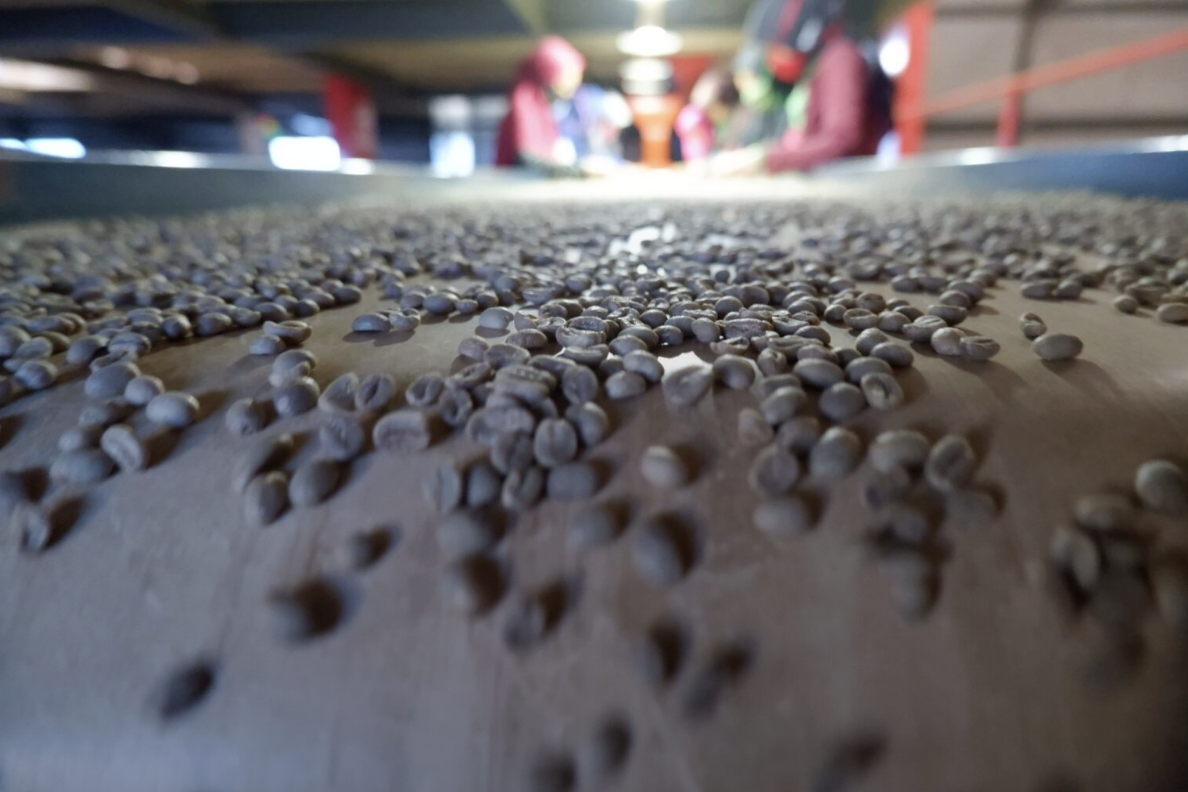 Bringing the Richness of Indonesian Green Coffee to Canada