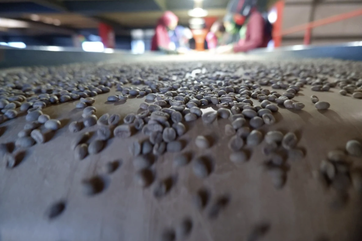Bringing the Richness of Indonesian Green Coffee to Canada