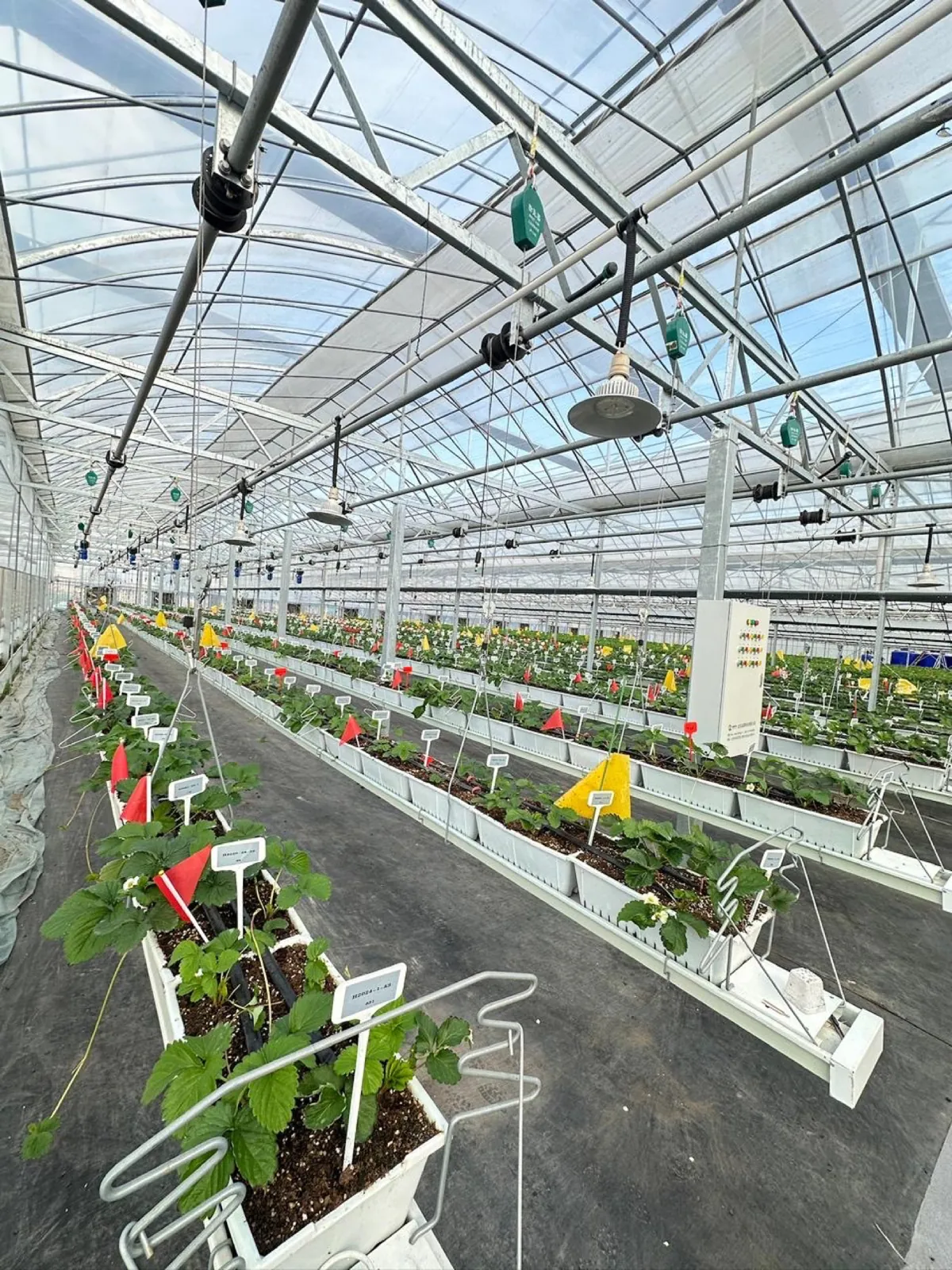 Strawberries growing in cocopeat substrate under a commercial greenhouse