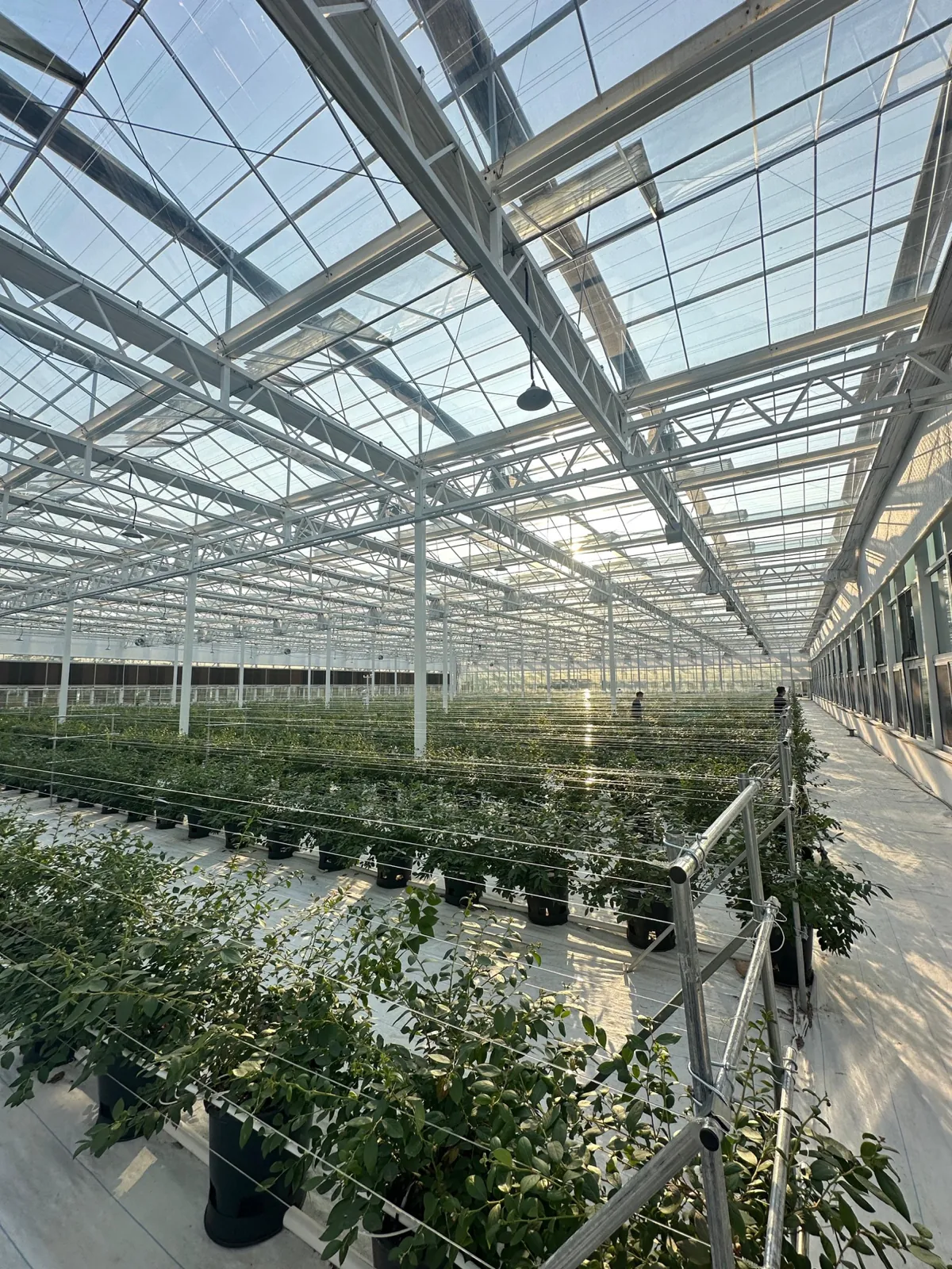 Berry crops growing in cocopeat substrate inside a commercial glass greenhouse